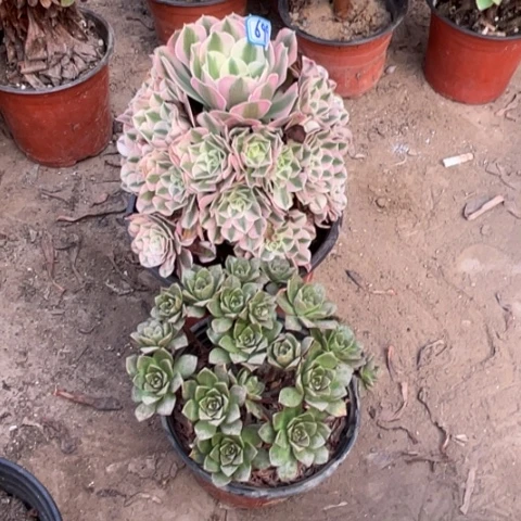 699多肉植物组合，