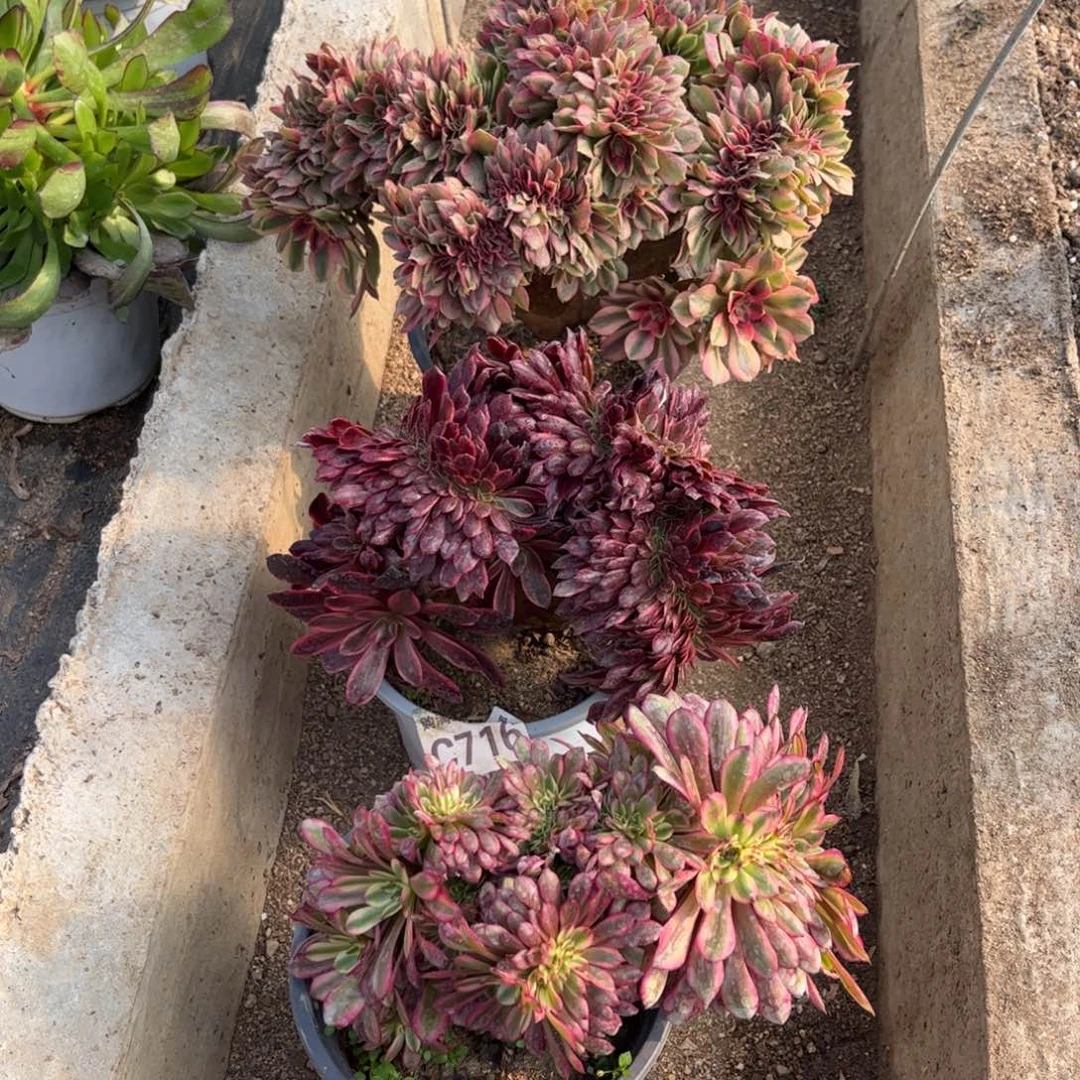 当****一716多肉植物红袖水果糖舞天姬缀化3颗