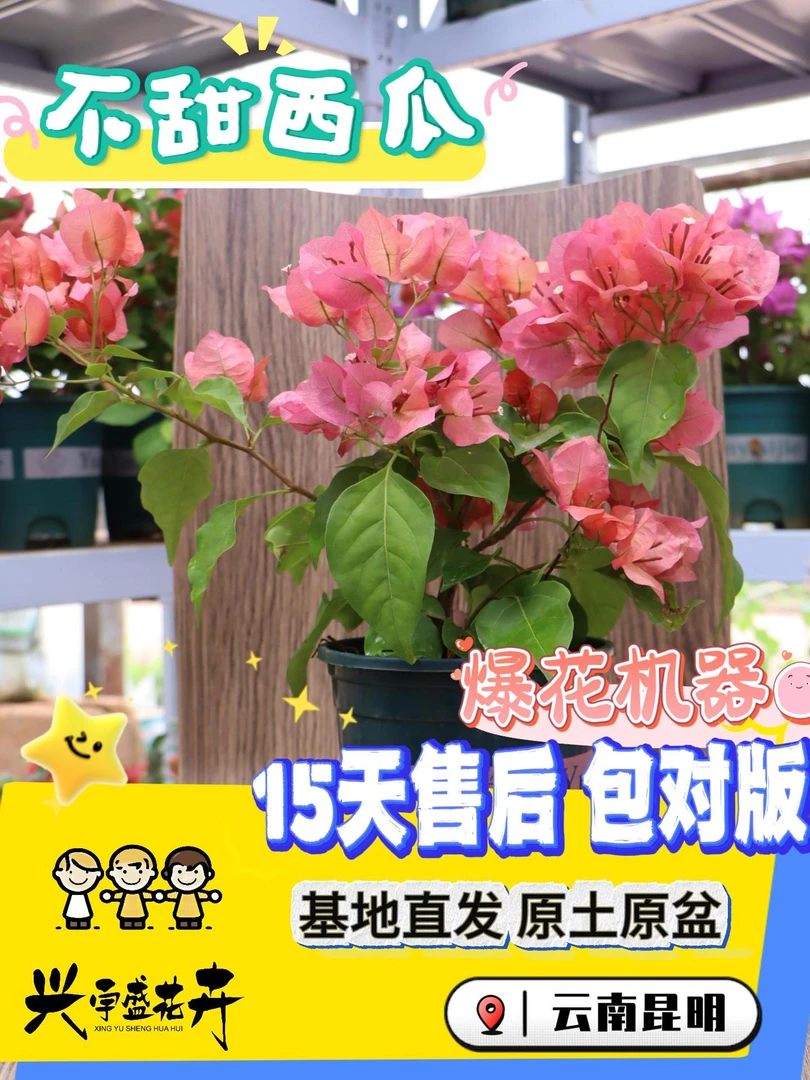 【不甜西瓜】带盆土室内外勤花耐活三角梅