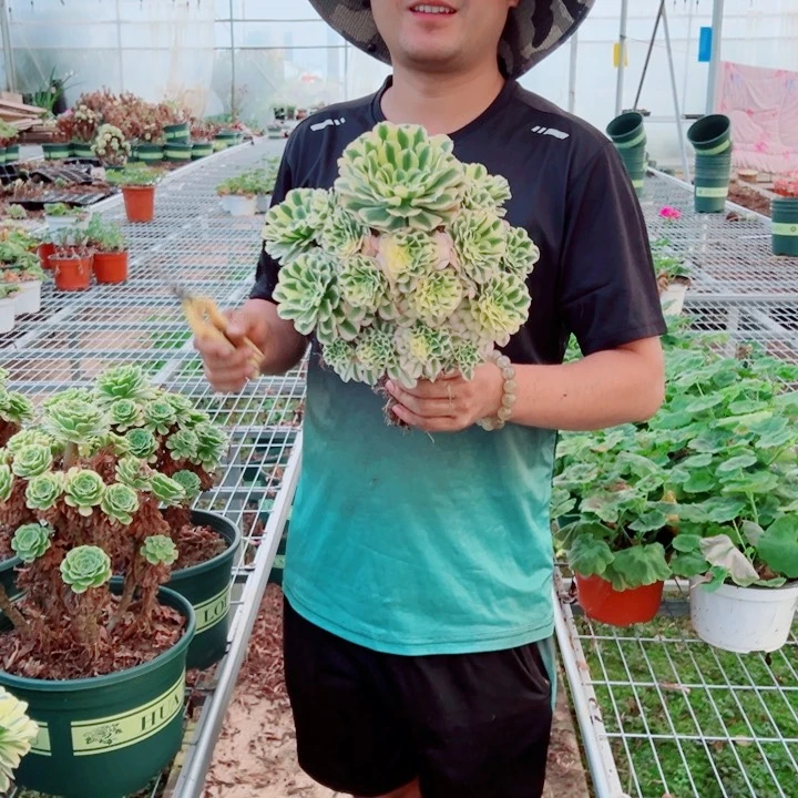中等迈巴赫多肉法师