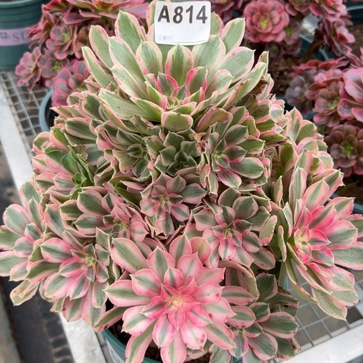 814男神30厘米左右