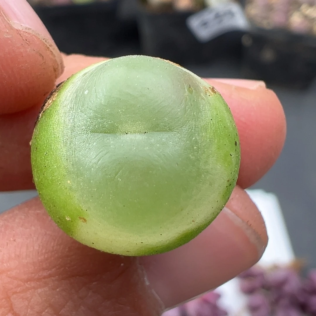 奶***样11.19好看的多肉脱土发货