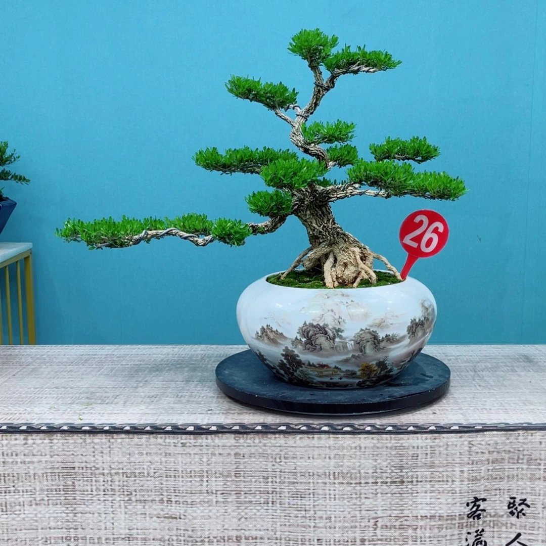 以实际为准精品黄杨老桩