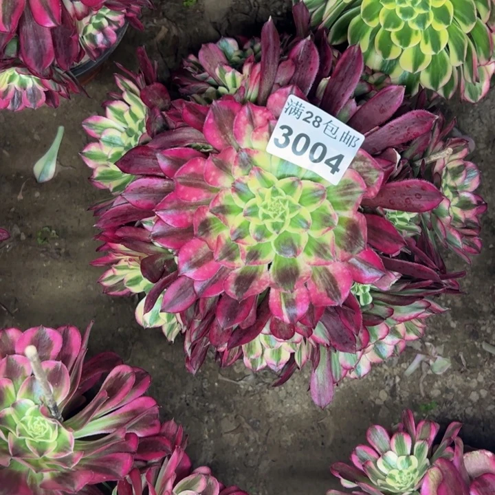 3004天和多肉植物