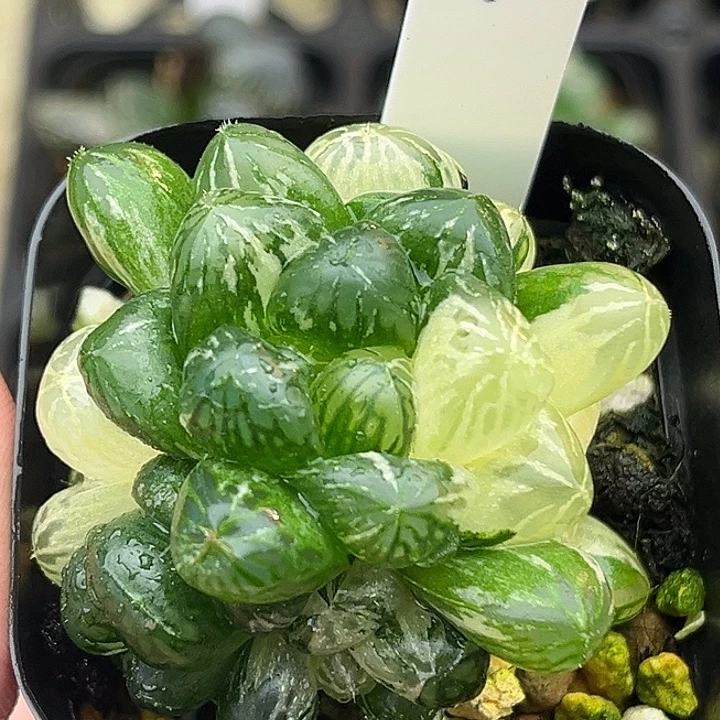 4多头塑料皮玉露锦