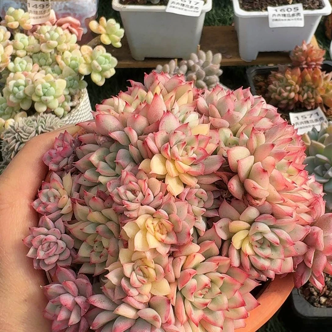 1522一物一拍（满28包邮）