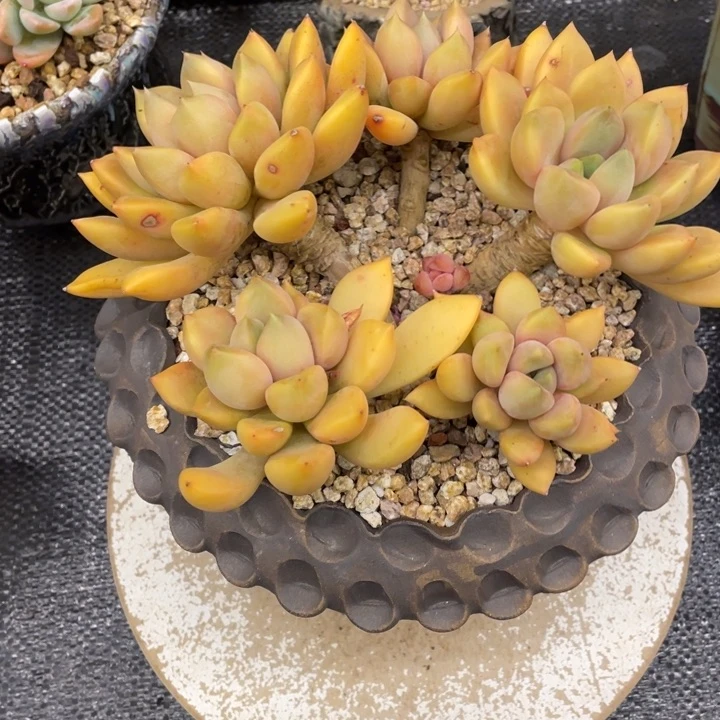 小*华弥鹿之森一物一图