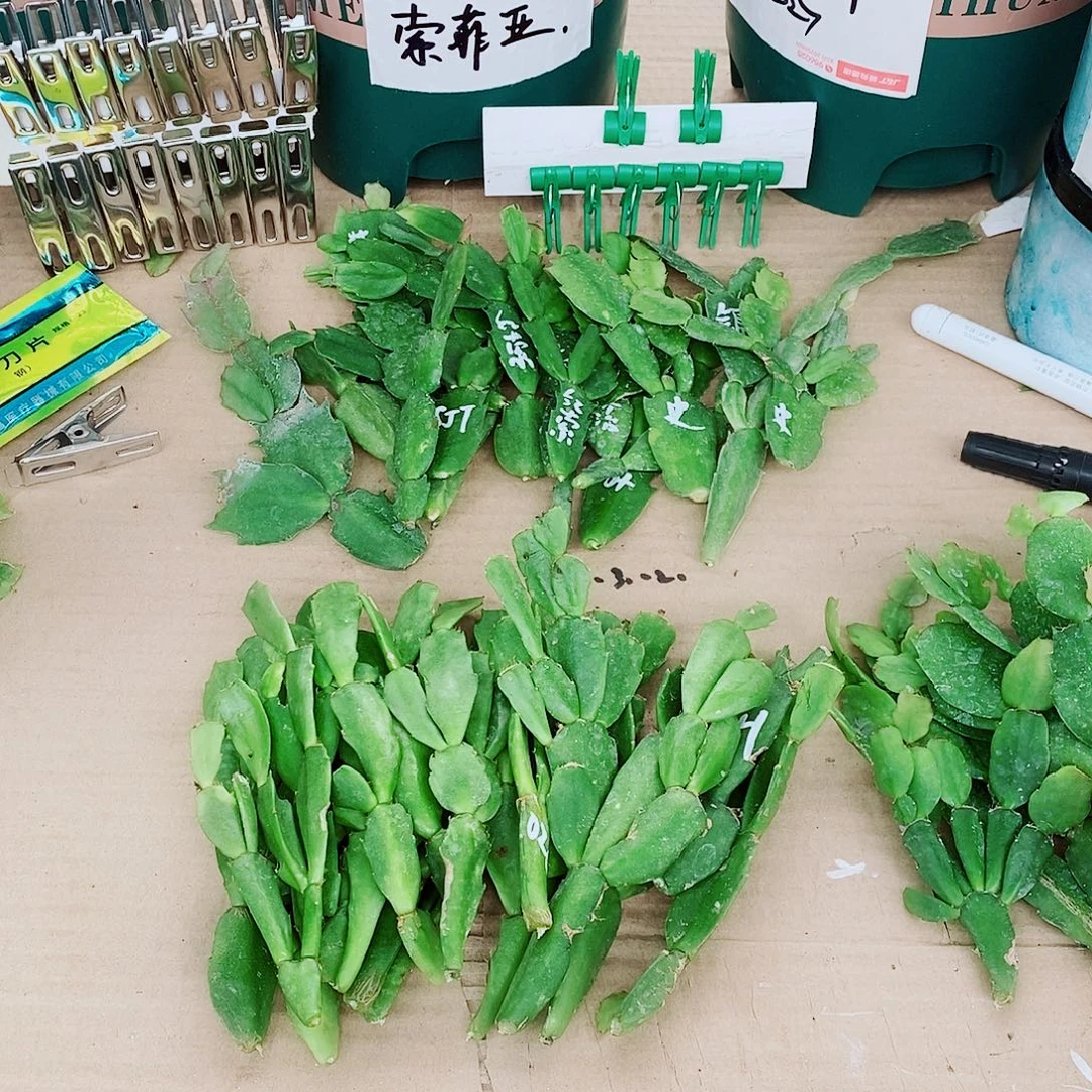 雕***光无花朵叶片福利一物一拍