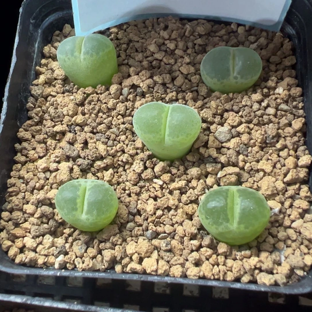 12-42量拍longum风铃一颗