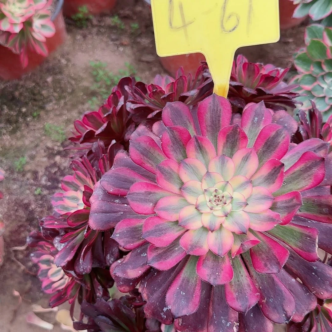 4-67--多头多肉植物