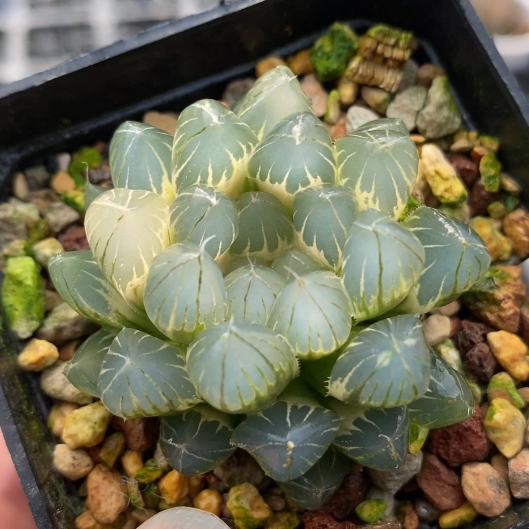 542白糊斑霓虹灯玉露锦