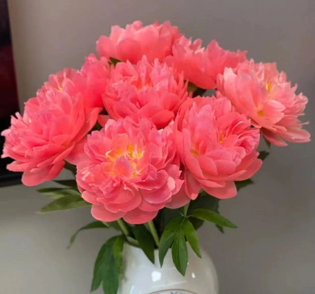 夏威夷珊瑚菏泽直发进口品种头茬重瓣大花苞鲜切花插花基地直供