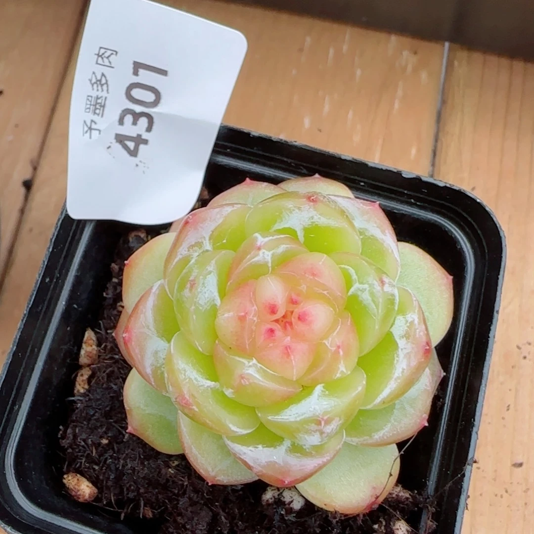 拿铁奶沫，4301多肉植物