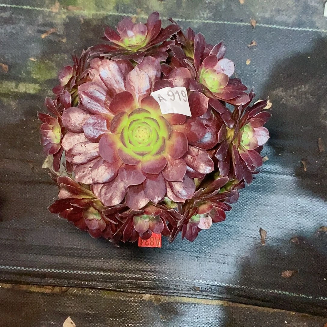 炽焰连919多肉11111