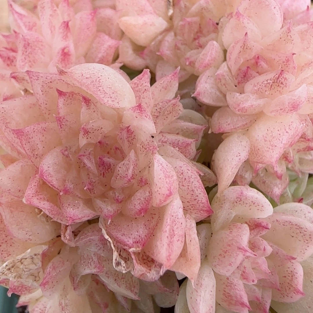 花语逸镜0203-533散