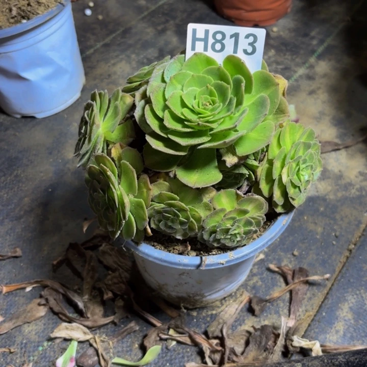 瑞妈多肉园艺813。海王七彩