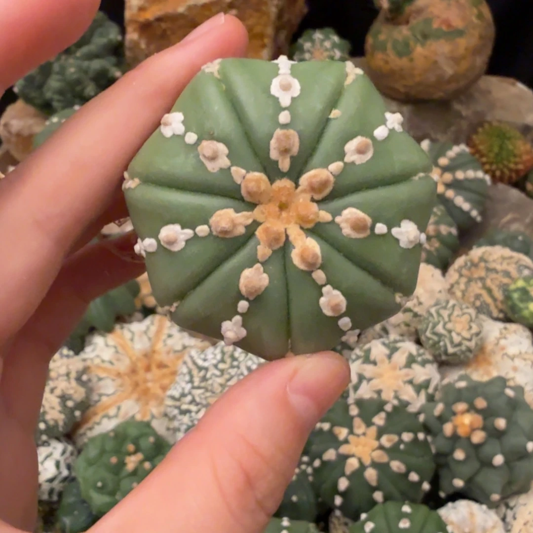 v兜哈哈哈哈哈哈哈哈