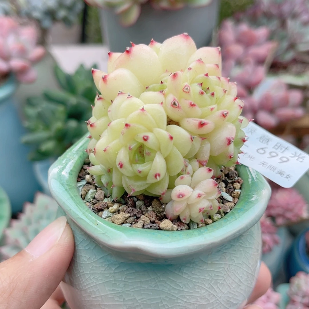 699 珍妮 带陶瓷盆发货 一物一拍