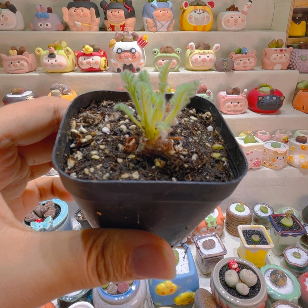 266羽叶洋葵高端块根