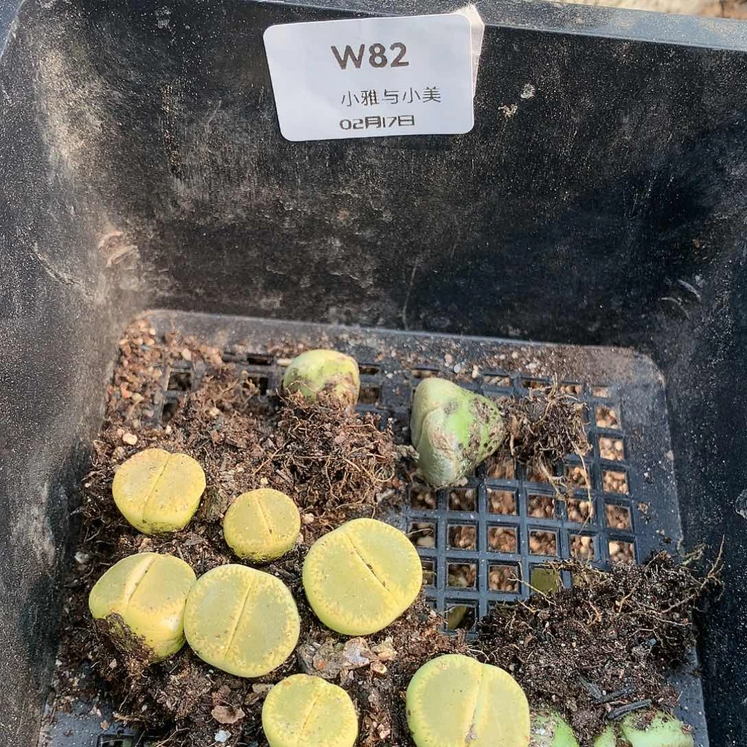 哎****?W82多肉植物保护研究所