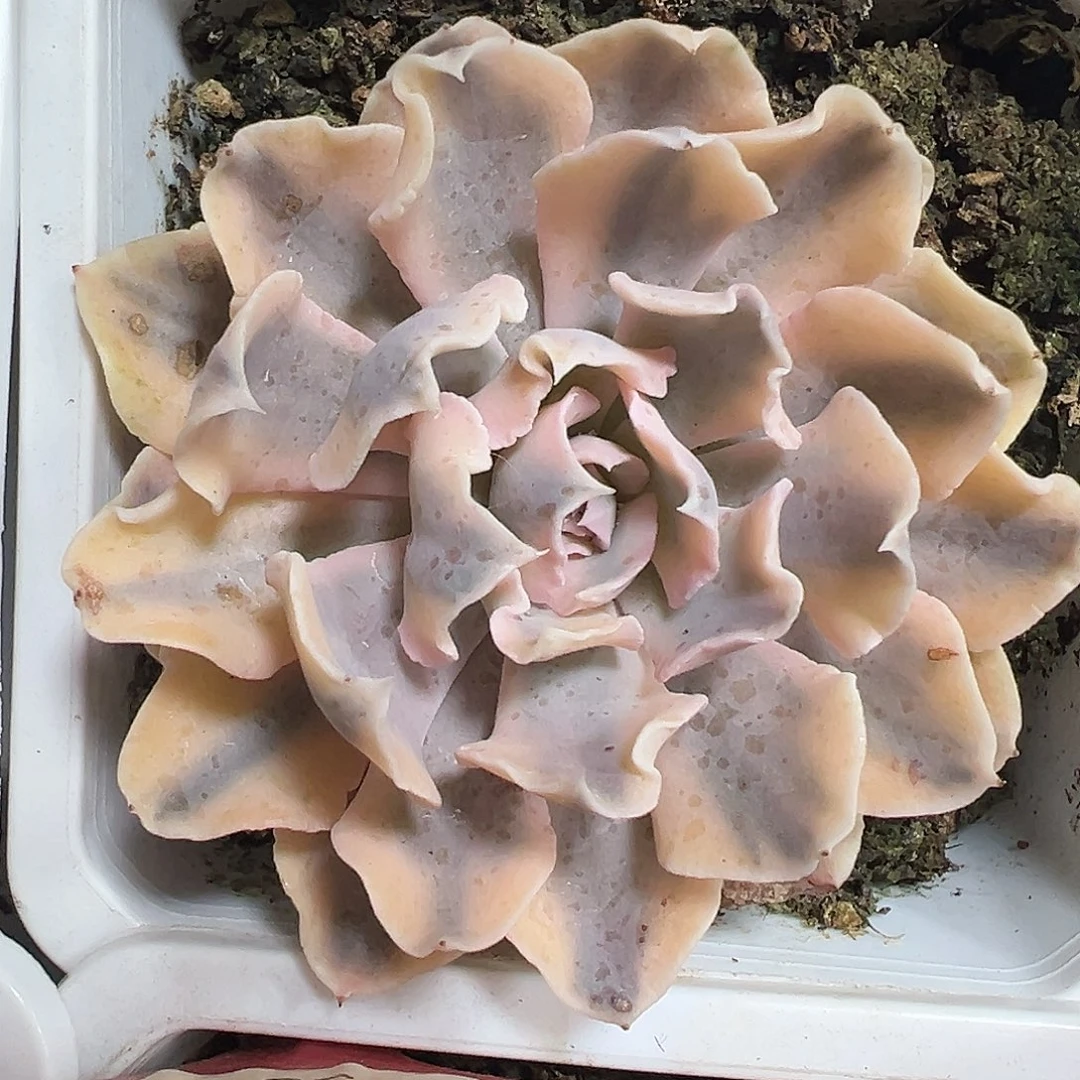 满38包邮利比里亚锦