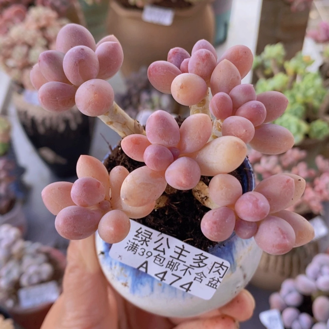 香水手指奶老桩8cm474多肉植物