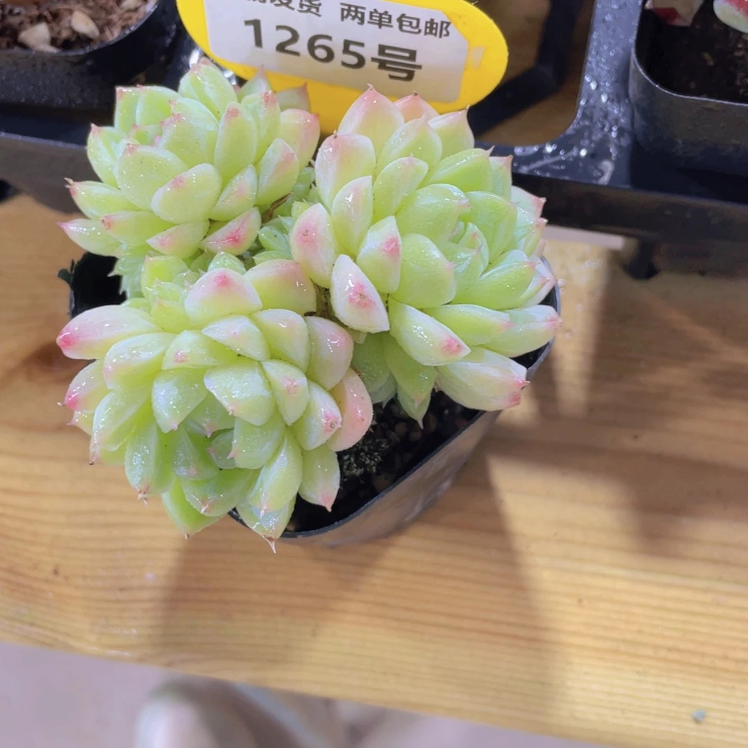 1265号 冰透奶油麦秆多头