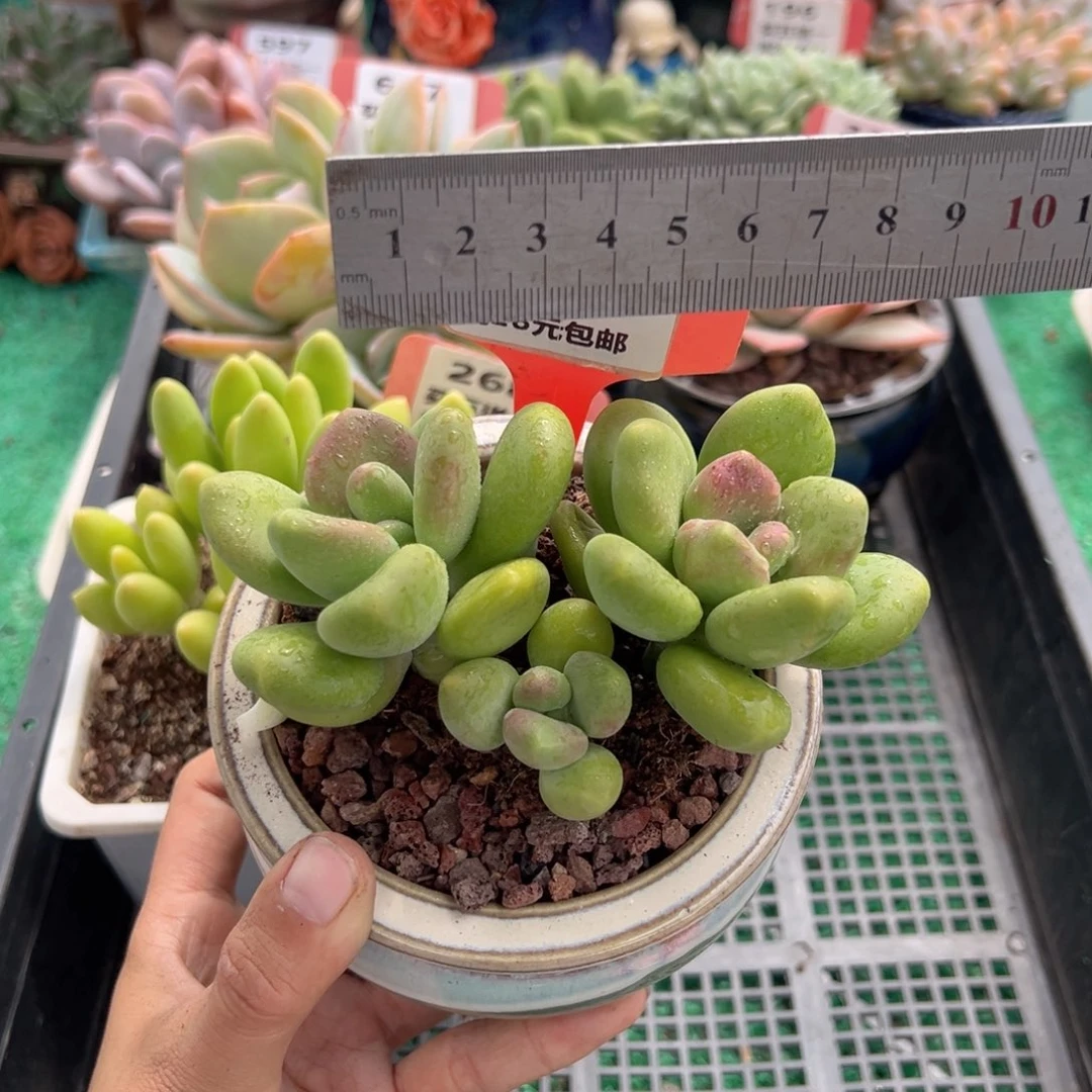 表妹精品多肉植物618.