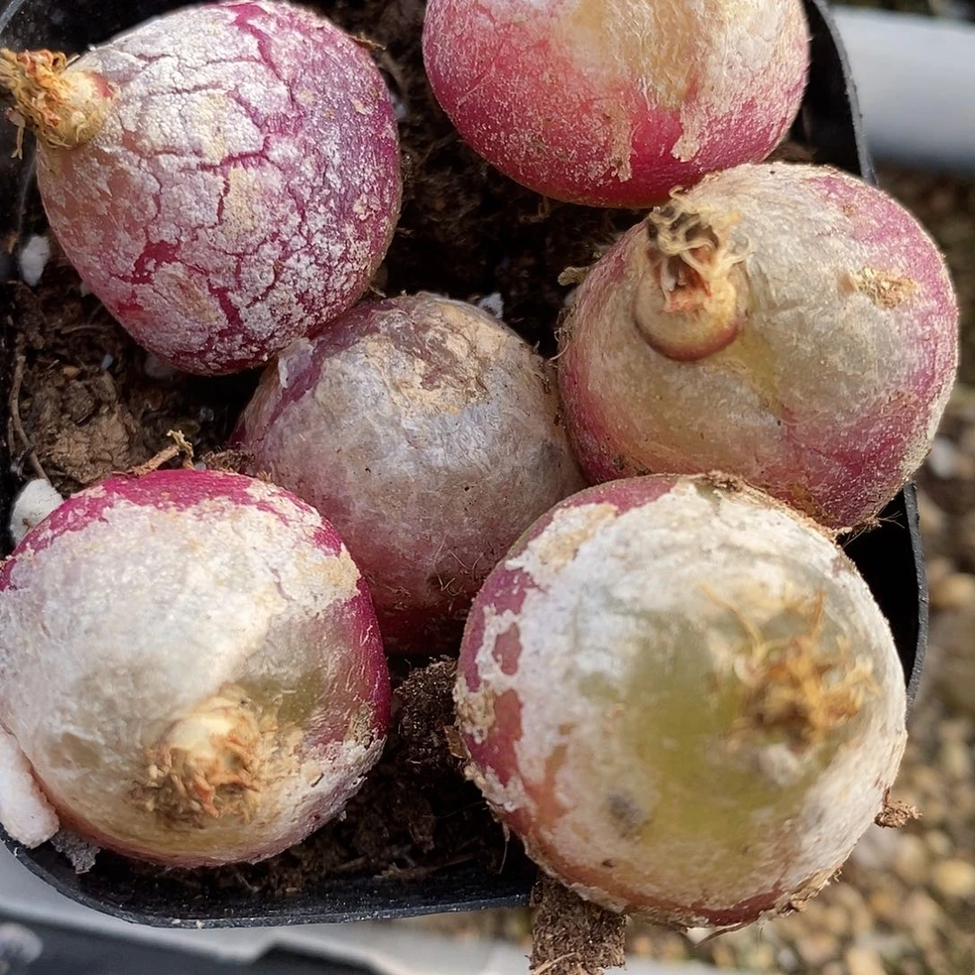 2141母本大灯泡有瑕疵一组2.5厘米左右