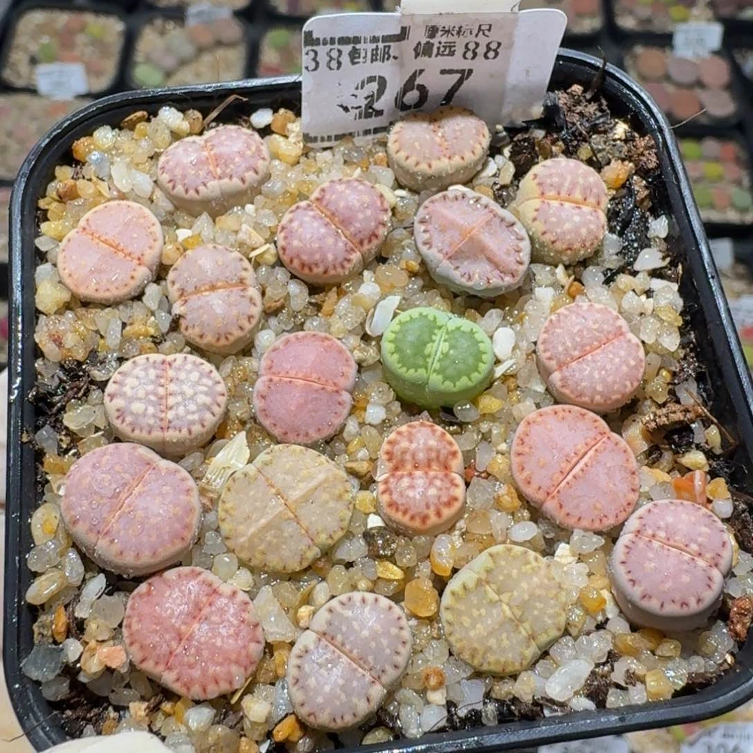 zzz生石花肉锥267