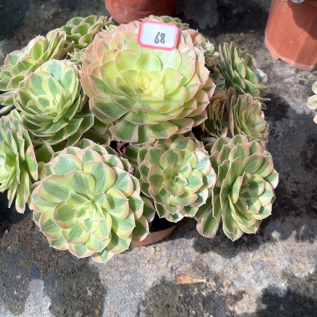 全部花朵68玉滋多肉植物