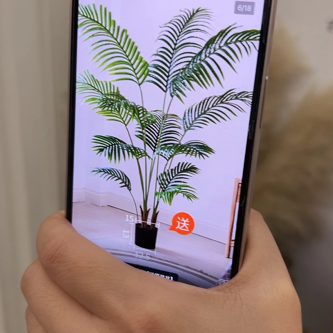 抖音直播间福利散尾葵