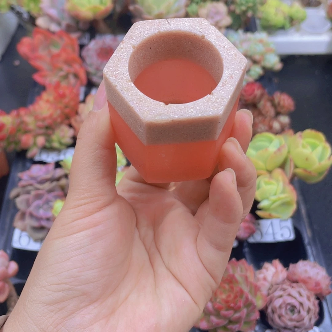 多肉无土栽培多肉植物