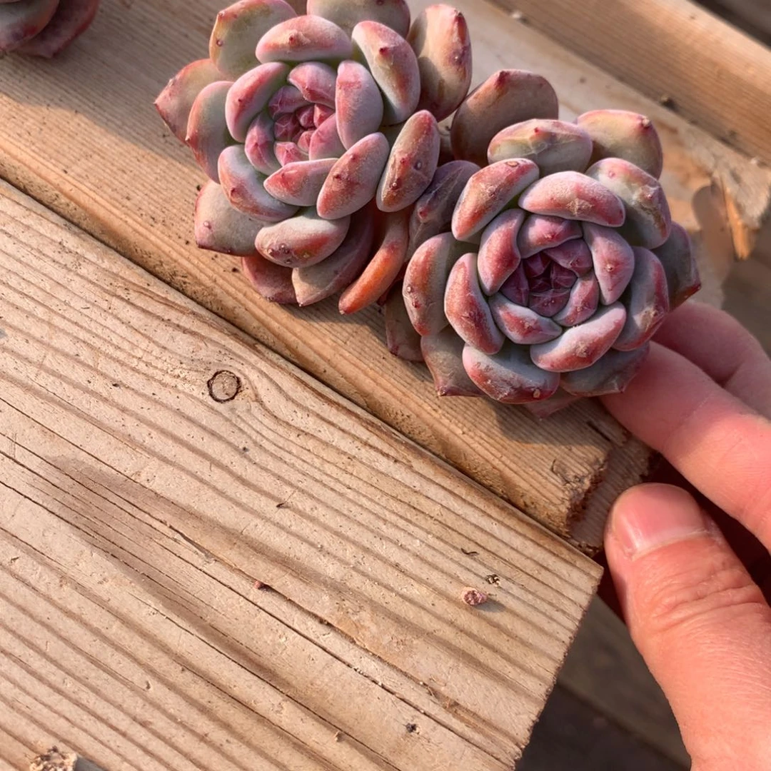 宇***婷婷婷突尼斯发货多肉