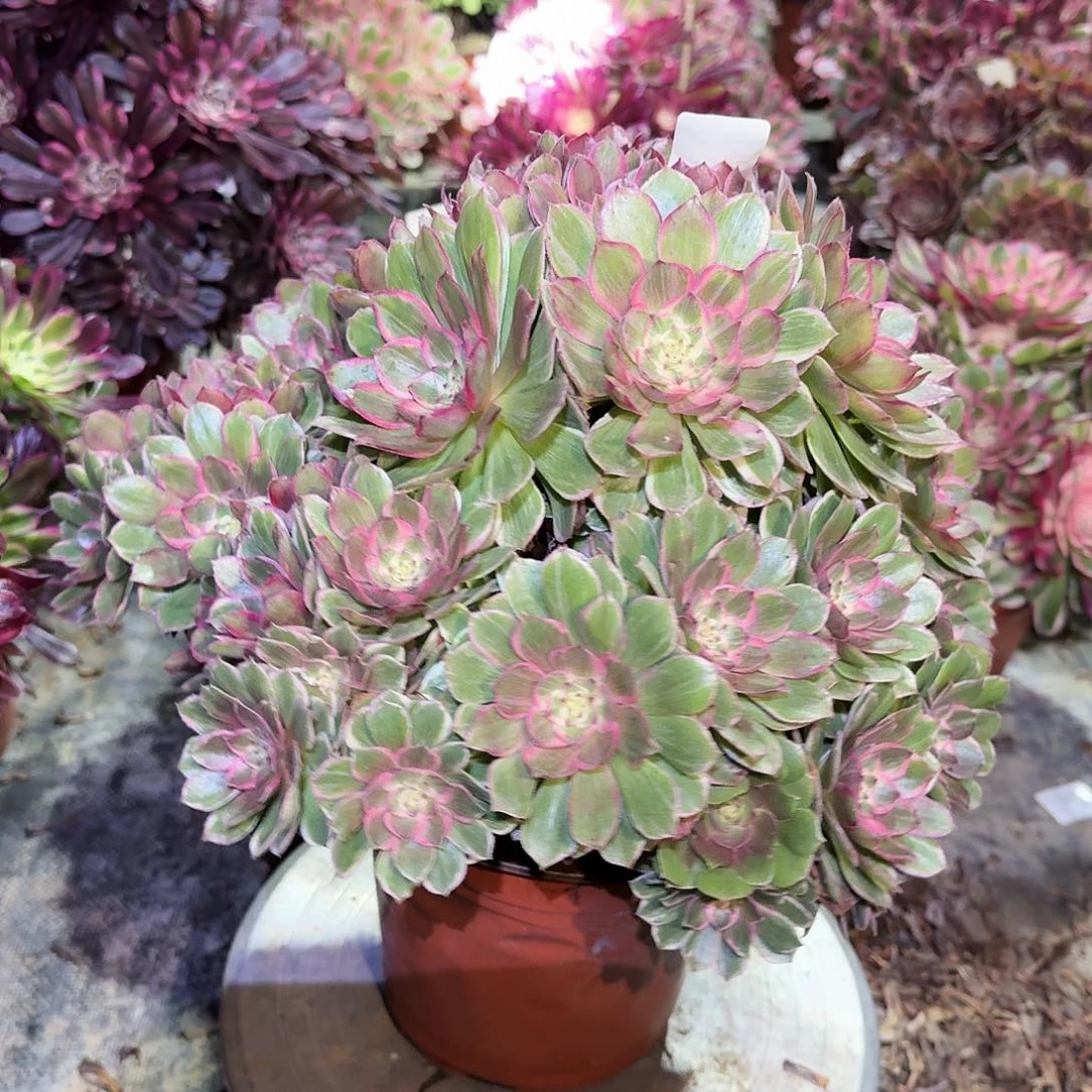 多肉植物莲花座674