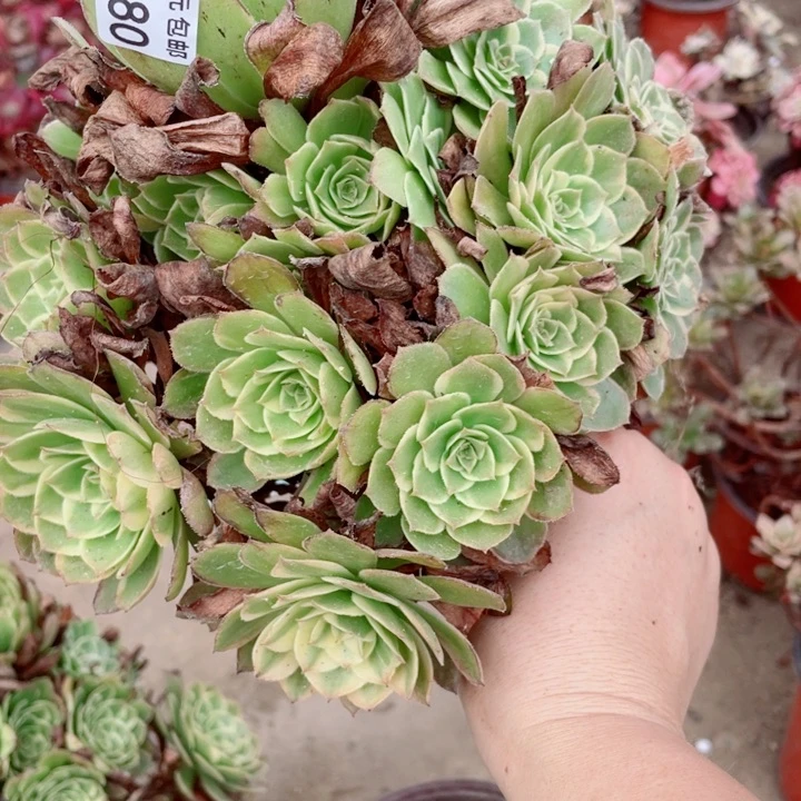 280荔荔枝变异多肉123456789