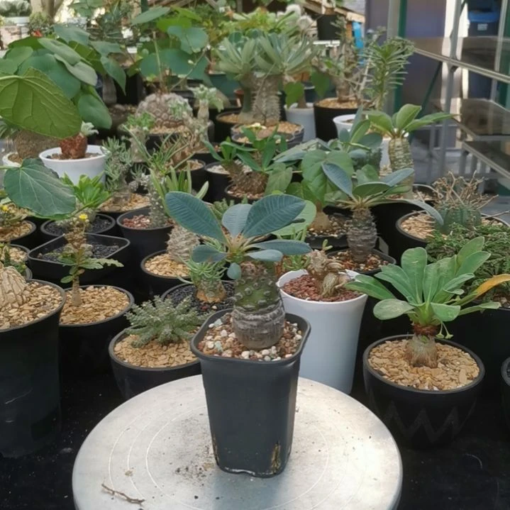 1025特价瓶干麒麟含盆发