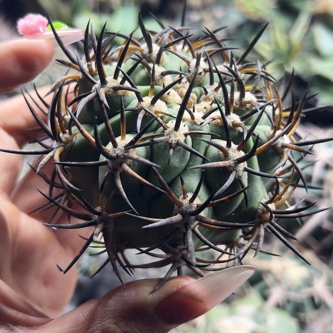 黑曜有根仙人球666666666