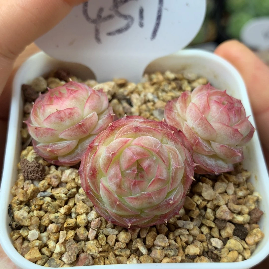 蔷薇珍妮3头群4517