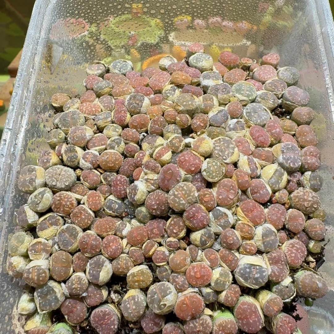 蘑菇1068橄榄切糕多肉植物