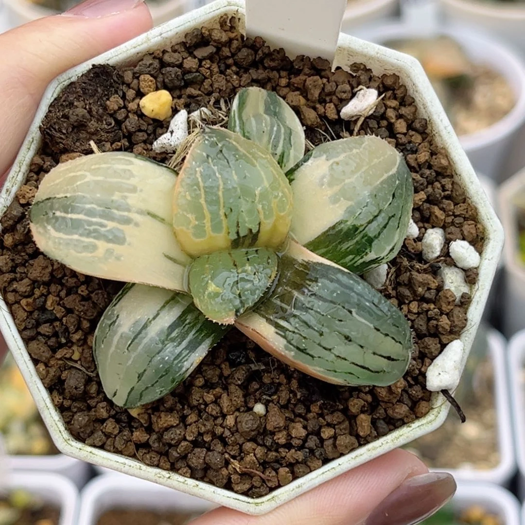 三***30史扑锦福利专场