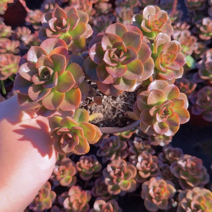 巧克力方砖整装整群