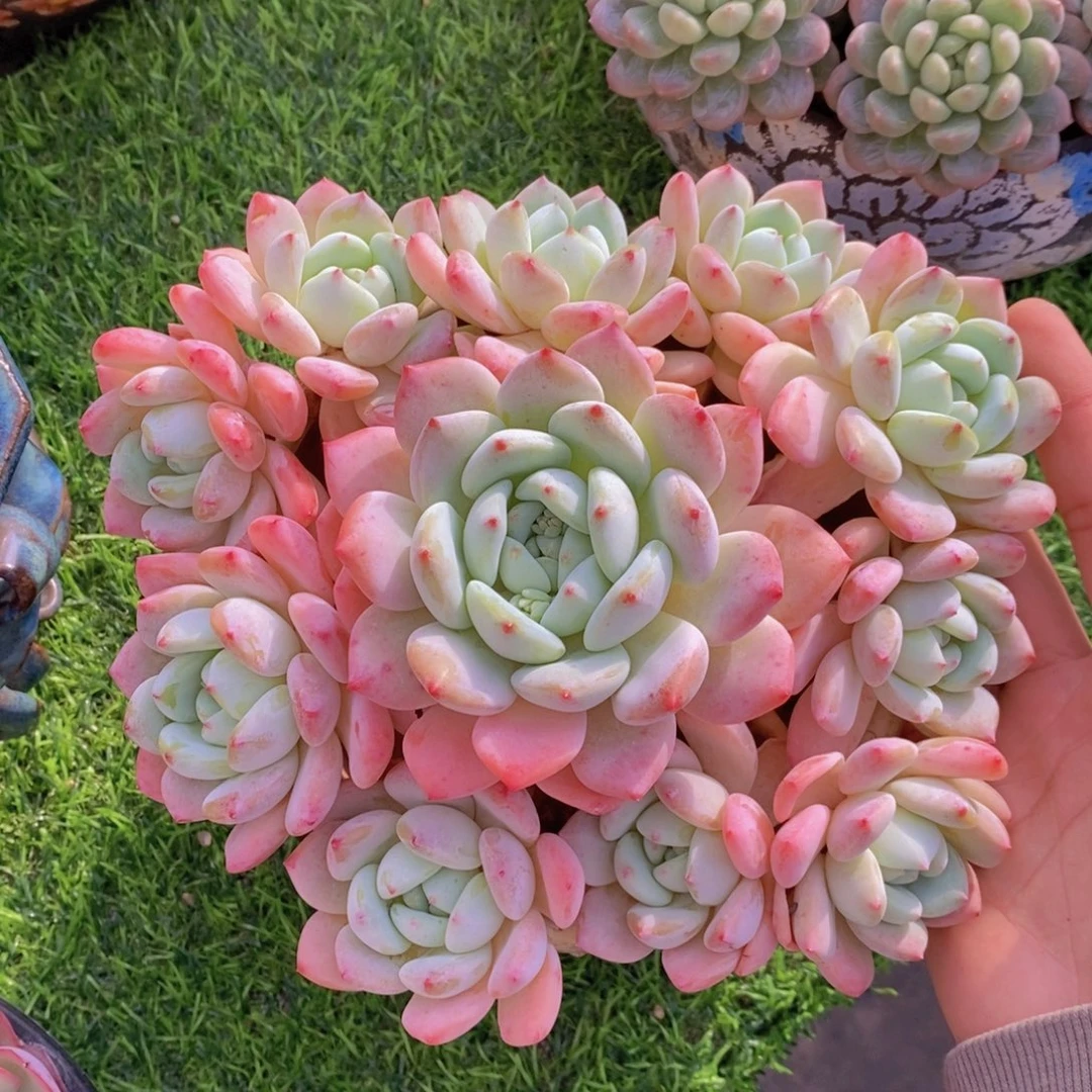 望舒捧花 一物一拍