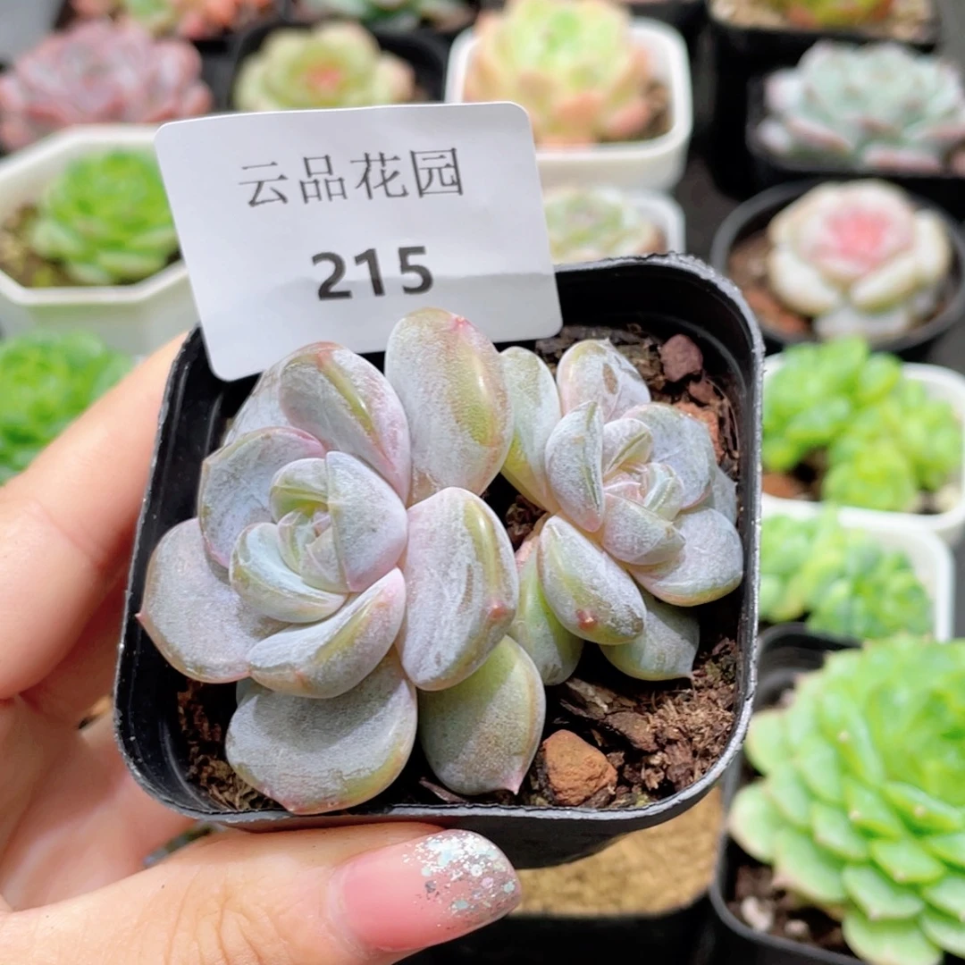 215号糖心冰心珍妮 汉堡珍妮