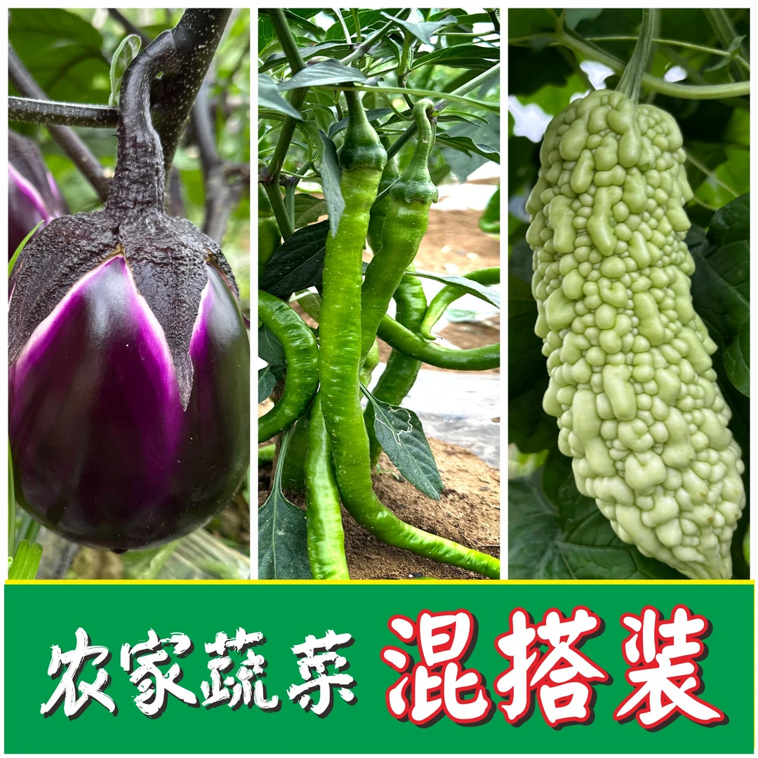 【中通生鲜包邮】贵州高山农家露天自种蔬菜茄子土辣椒苦瓜超值混装