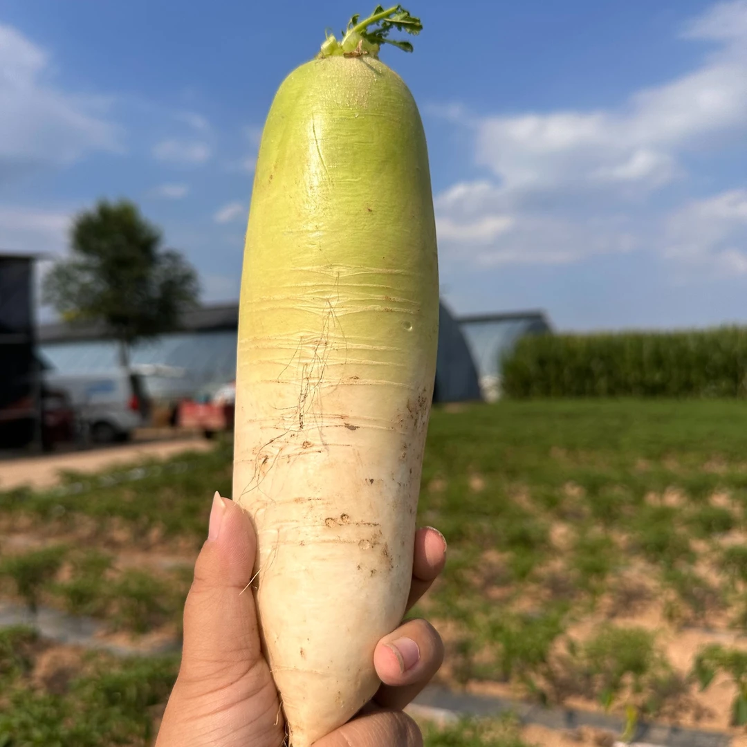 rx山西太行山高山清甜润心白萝卜农家自产地头新鲜蔬菜