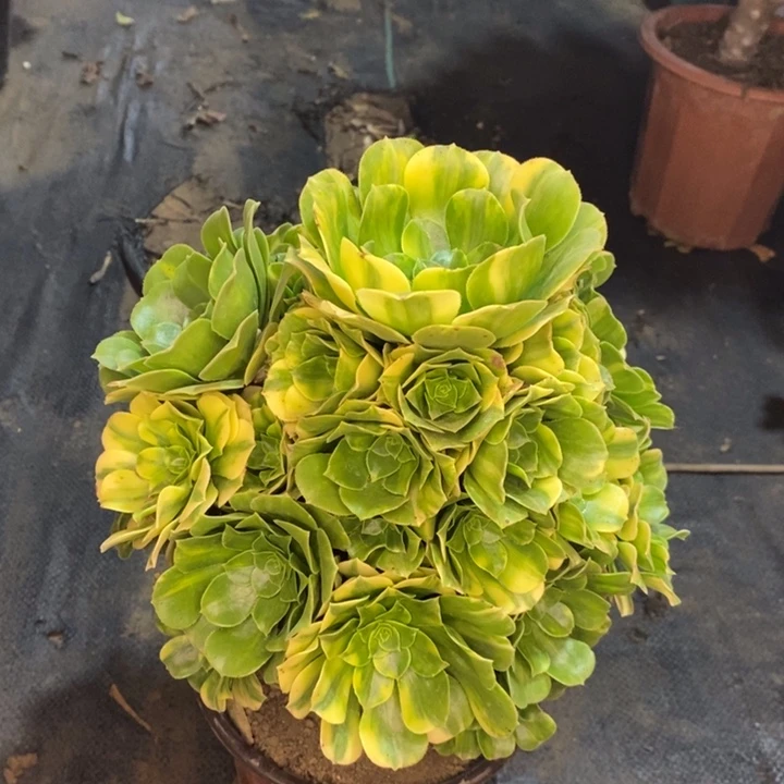 五彩琉璃多肉植物31