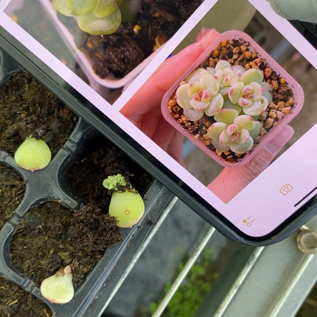 穴盘绿菩提芽苗一个多肉量拍