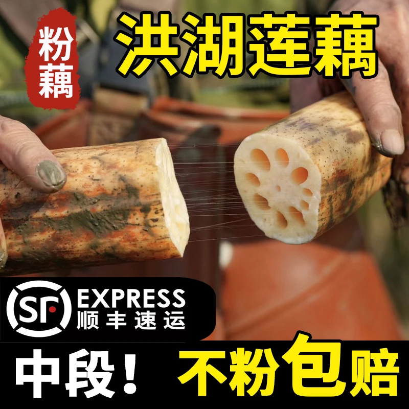 正宗洪湖粉藕湖北特产莲藕煲汤炖汤新鲜糖藕糯米藕九孔莲藕红现挖