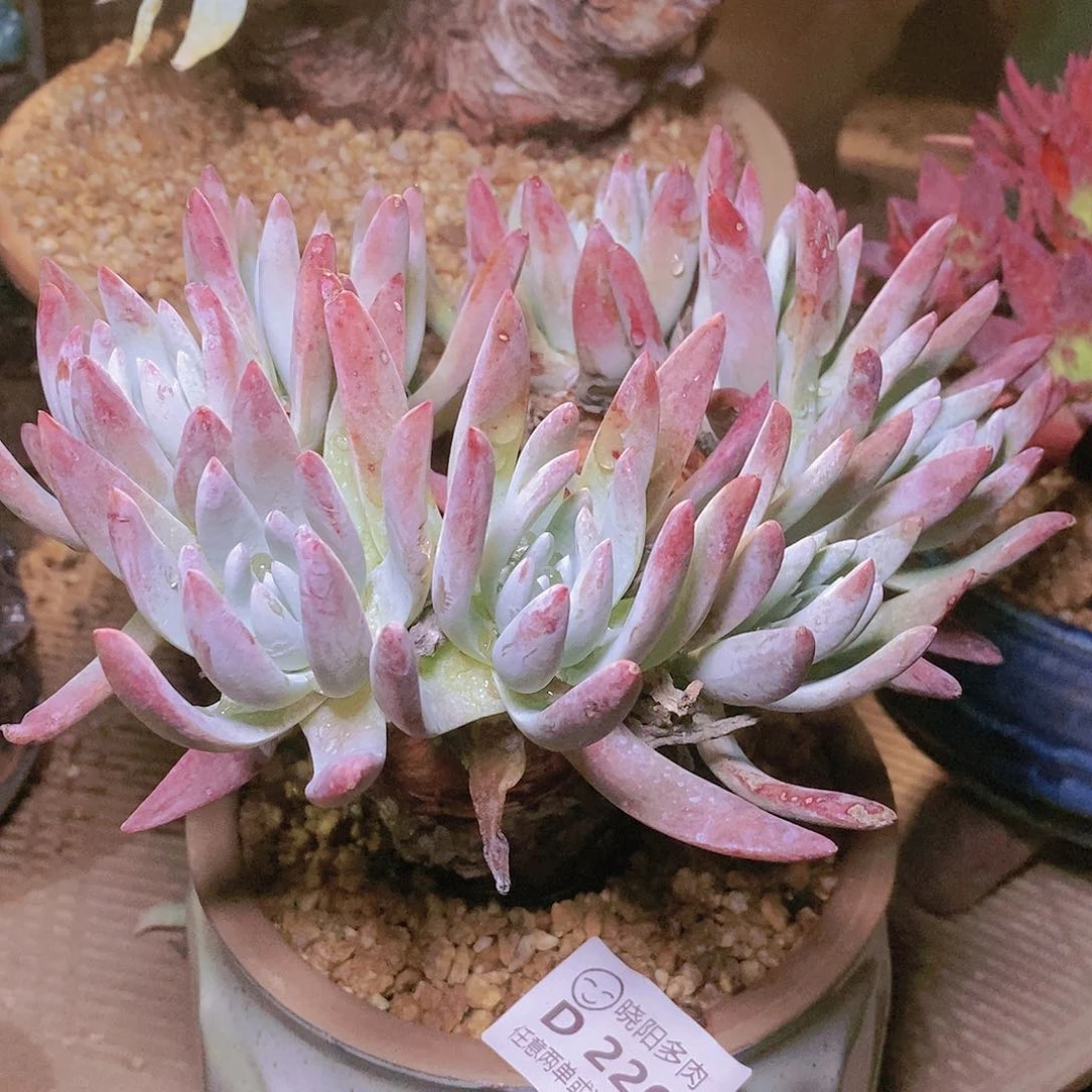 【闪购商品】哈哈哈文森特多肉2204